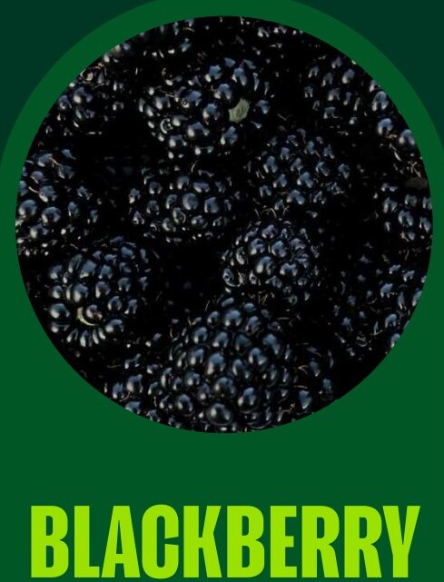 Blackberry Pulp — VELTA wholesale foodservice product